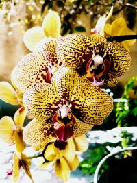 Close-up of yellow orchid flowers