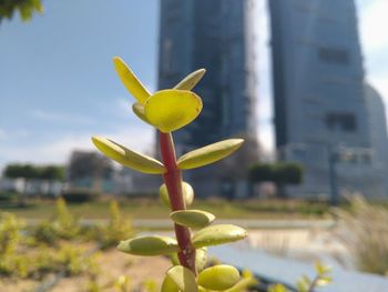 Close-up of yellow flowering plant