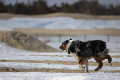 Side view of dog running on beach