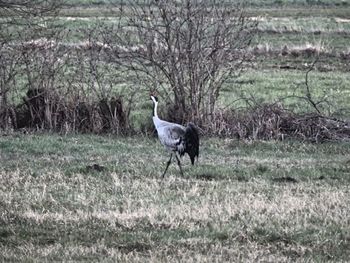 Side view of a bird on field