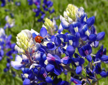 Close-up of insect on purple flowering plant