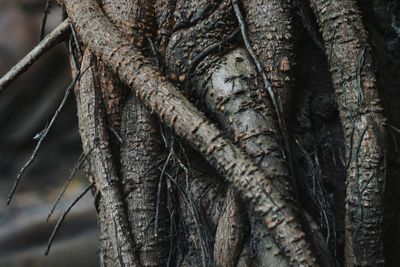 Close-up of tree trunk in forest