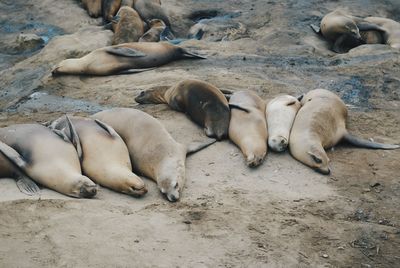 High angle view of sheep on sand at beach