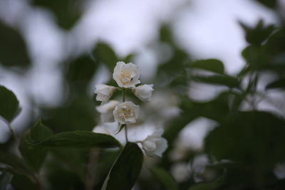 Close-up of white flowering plant