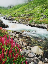 Plants growing by rocks in river