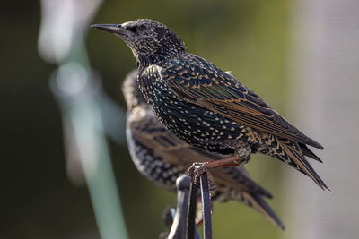 Close up of perched starlings waiting for food.