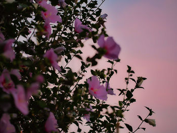 Low angle view of purple flowers on tree at dusk