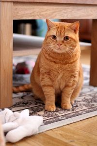 British shorthaired cat 