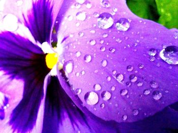 Close-up of water drops on pink flower