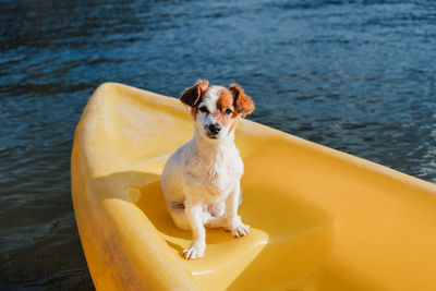 Cute jack russell dog sitting on yellow canoe in lake during sunny day. summer time. pets, adventure
