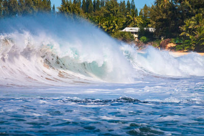 Waves splashing on shore against trees