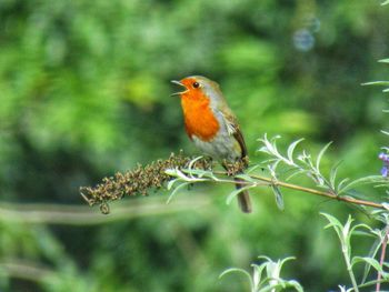 Close-up of bird perching on branch