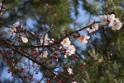 Close-up of cherry blossoms in spring