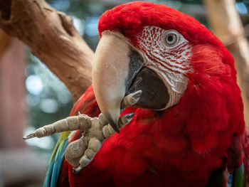 Close-up of parrot