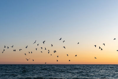 Bird over sea on evening time