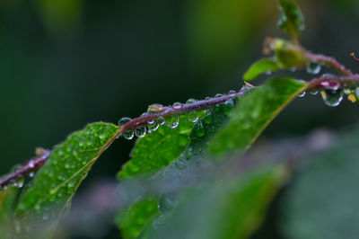 Close-up of wet plant during rainy season