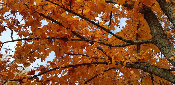 Low angle view of autumnal tree