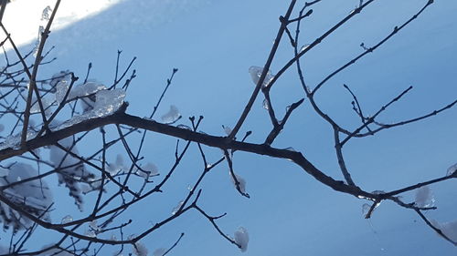 Low angle view of bare tree against sky