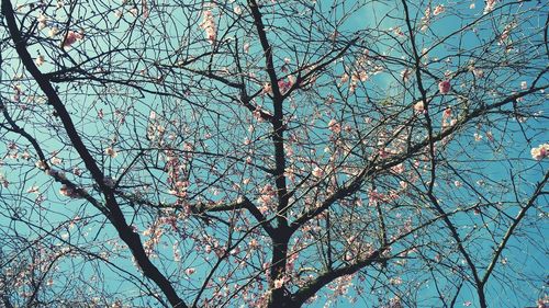 Low angle view of flowering tree against blue sky