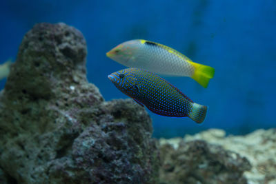 Fish swimming in sea