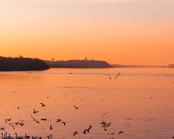 Birds flying over lake against sky during sunset