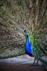 Close-up of peacock