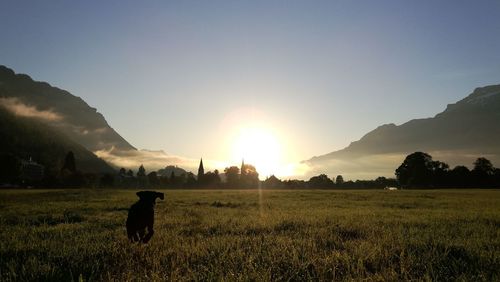 Walking the dog on sunrise cityscapes