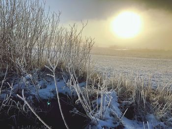 Scenic view of field against sky during winter