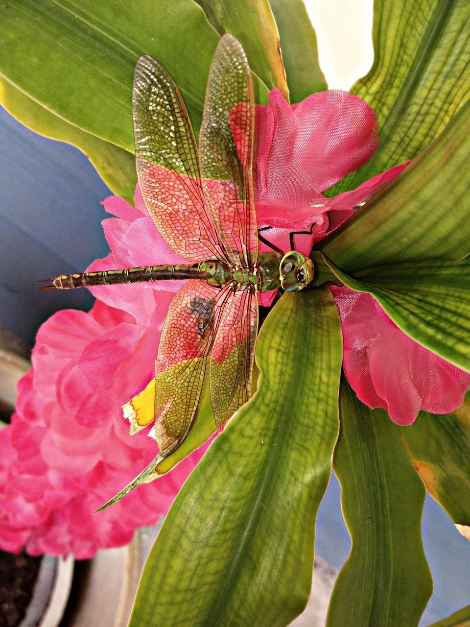 leaf, growth, flower, freshness, fragility, plant, close-up, beauty in nature, green color, red, nature, petal, flower head, pink color, focus on foreground, natural pattern, botany, leaf vein, stem, single flower