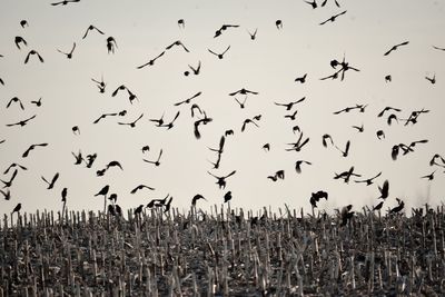 Flock of birds flying in the sky