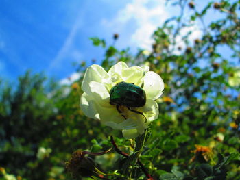 Close-up of bug on plant