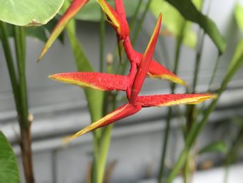 Close-up of red flowering plant