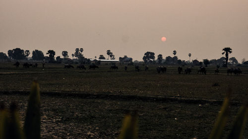 Flock of sheep on field against clear sky