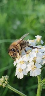 Close-up of bee pollinating flower