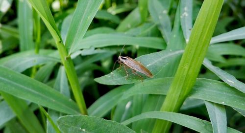 Close-up of insect on plant