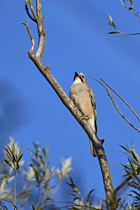 Low angle view of bird perching on branch against blue sky
