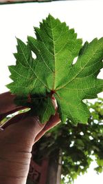 Close-up of hand holding plant