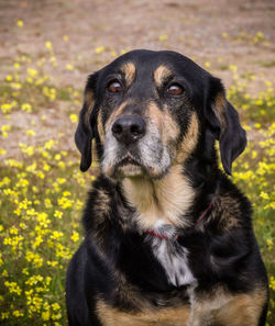 Close-up portrait of dog