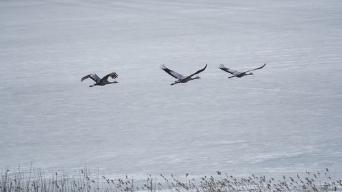 Birds flying over snow covered landscape