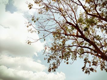 Low angle view of trees against sky