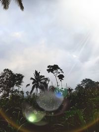 Low angle view of palm trees against sky