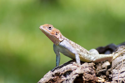 Close-up of lizard on tree