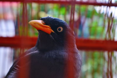 Close-up of bird perching on red outdoors