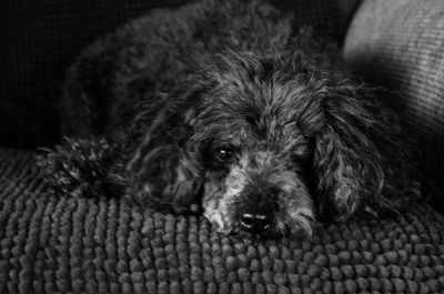 Close-up portrait of dog relaxing on sofa