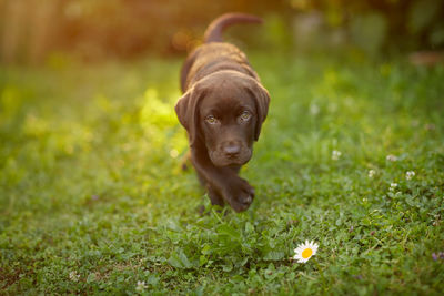 Portrait of puppy on grass