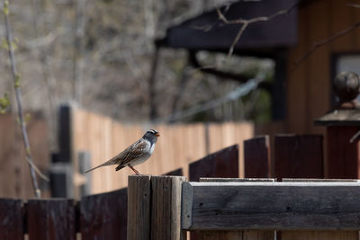 Bird perching on wooden post