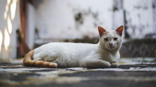 Portrait of cat lying down