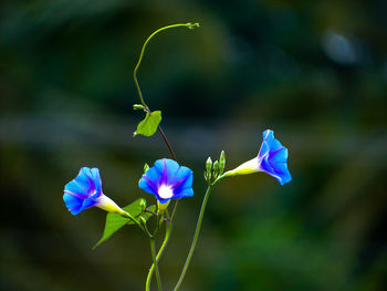 Close-up of purple flowering plant