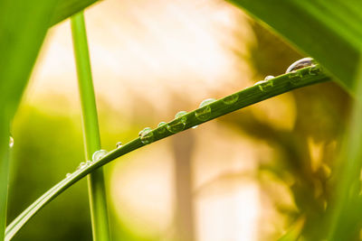 Close-up of wet plant