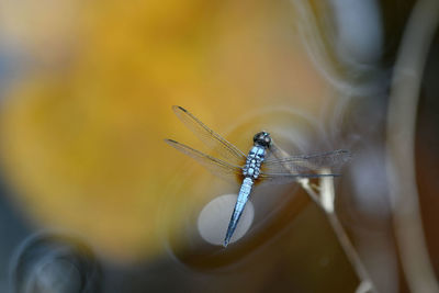 Close-up of insect